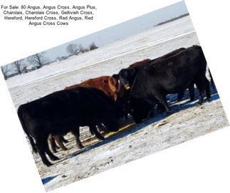 For Sale: 80 Angus, Angus Cross, Angus Plus, Charolais, Charolais Cross, Gelbvieh Cross, Hereford, Hereford Cross, Red Angus, Red Angus Cross Cows