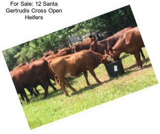 For Sale: 12 Santa Gertrudis Cross Open Heifers