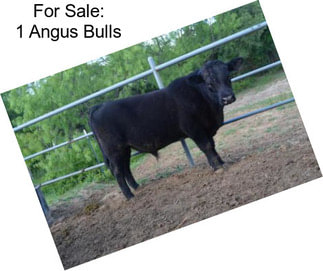 For Sale: 1 Angus Bulls