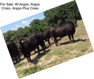 For Sale: 40 Angus, Angus Cross, Angus Plus Cows