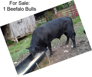 For Sale: 1 Beefalo Bulls