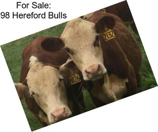 For Sale: 98 Hereford Bulls