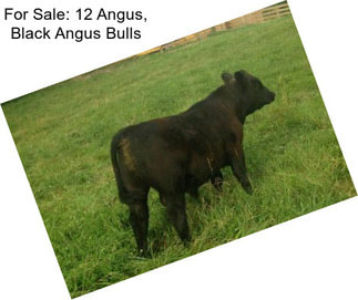 For Sale: 12 Angus, Black Angus Bulls