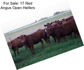 For Sale: 17 Red Angus Open Heifers
