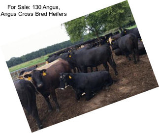 For Sale: 130 Angus, Angus Cross Bred Heifers