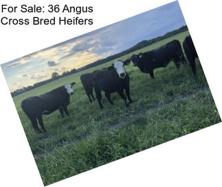 For Sale: 36 Angus Cross Bred Heifers