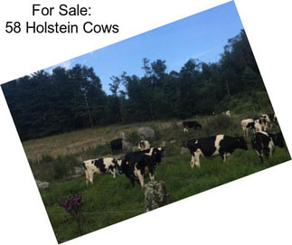 For Sale: 58 Holstein Cows