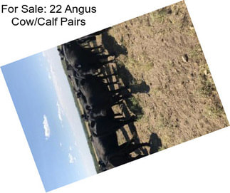 For Sale: 22 Angus Cow/Calf Pairs