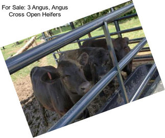 For Sale: 3 Angus, Angus Cross Open Heifers