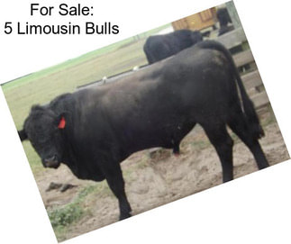 For Sale: 5 Limousin Bulls
