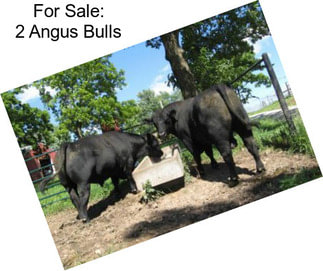 For Sale: 2 Angus Bulls