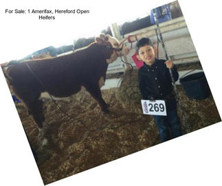 For Sale: 1 Amerifax, Hereford Open Heifers