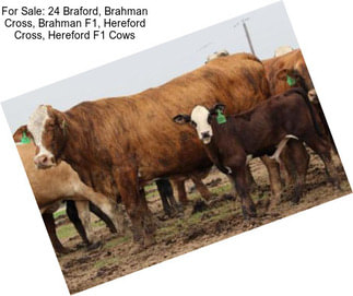 For Sale: 24 Braford, Brahman Cross, Brahman F1, Hereford Cross, Hereford F1 Cows