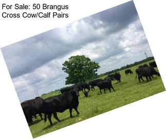 For Sale: 50 Brangus Cross Cow/Calf Pairs