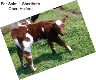 For Sale: 1 Shorthorn Open Heifers