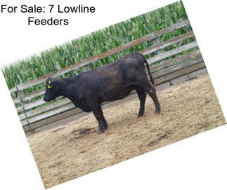 For Sale: 7 Lowline Feeders