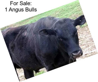 For Sale: 1 Angus Bulls