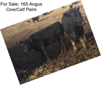 For Sale: 165 Angus Cow/Calf Pairs