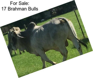 For Sale: 17 Brahman Bulls