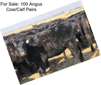 For Sale: 100 Angus Cow/Calf Pairs