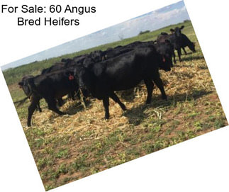 For Sale: 60 Angus Bred Heifers
