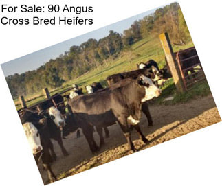 For Sale: 90 Angus Cross Bred Heifers