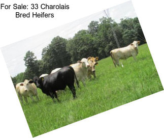 For Sale: 33 Charolais Bred Heifers