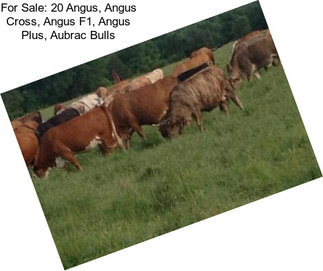 For Sale: 20 Angus, Angus Cross, Angus F1, Angus Plus, Aubrac Bulls
