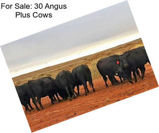 For Sale: 30 Angus Plus Cows