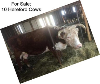 For Sale: 10 Hereford Cows