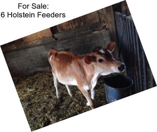 For Sale: 6 Holstein Feeders