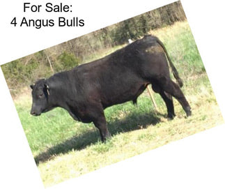 For Sale: 4 Angus Bulls