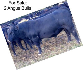 For Sale: 2 Angus Bulls