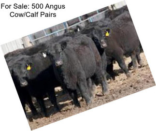 For Sale: 500 Angus Cow/Calf Pairs