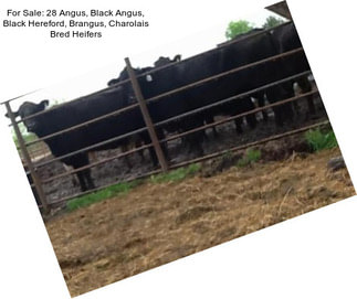 For Sale: 28 Angus, Black Angus, Black Hereford, Brangus, Charolais Bred Heifers