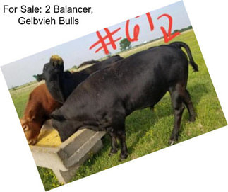 For Sale: 2 Balancer, Gelbvieh Bulls