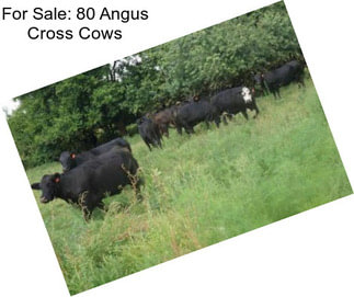 For Sale: 80 Angus Cross Cows