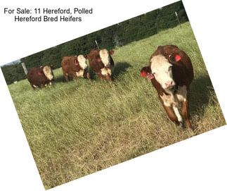 For Sale: 11 Hereford, Polled Hereford Bred Heifers