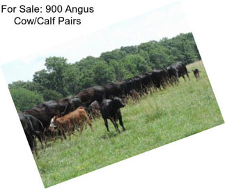 For Sale: 900 Angus Cow/Calf Pairs