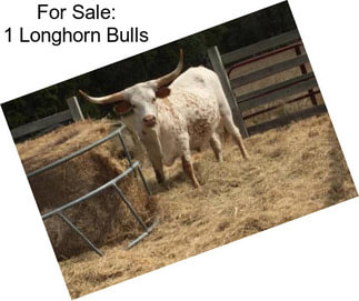 For Sale: 1 Longhorn Bulls