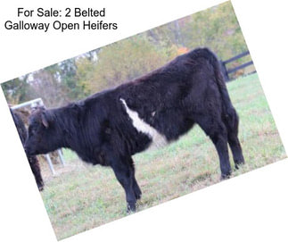 For Sale: 2 Belted Galloway Open Heifers