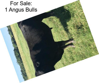 For Sale: 1 Angus Bulls