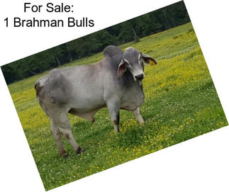 For Sale: 1 Brahman Bulls