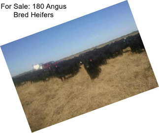 For Sale: 180 Angus Bred Heifers