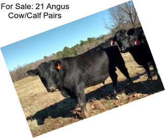 For Sale: 21 Angus Cow/Calf Pairs