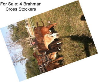 For Sale: 4 Brahman Cross Stockers
