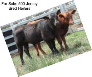 For Sale: 500 Jersey Bred Heifers