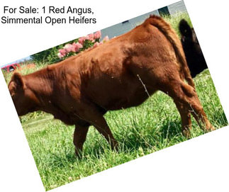 For Sale: 1 Red Angus, Simmental Open Heifers