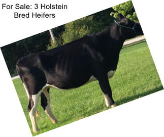 For Sale: 3 Holstein Bred Heifers