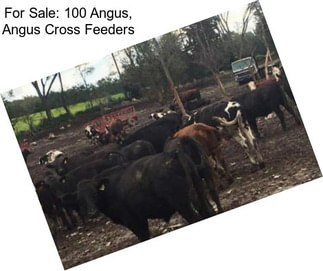 For Sale: 100 Angus, Angus Cross Feeders